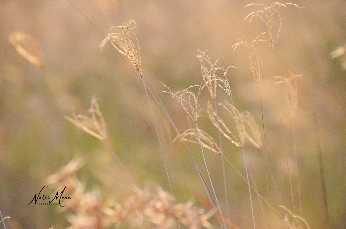 NAT_6485_web